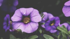 Photo by Steven Spassov (https://unsplash.com/photos/tVIqMgGlAG0)